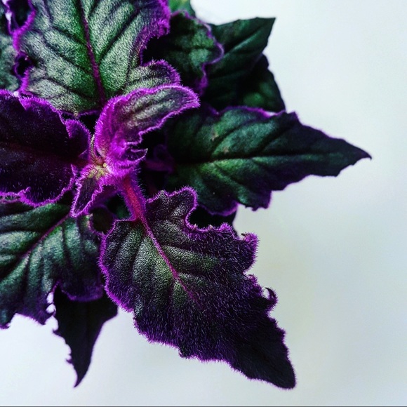 SHAYNA LAYNA Other - Live!!!  Purple Velvet Potted Plant